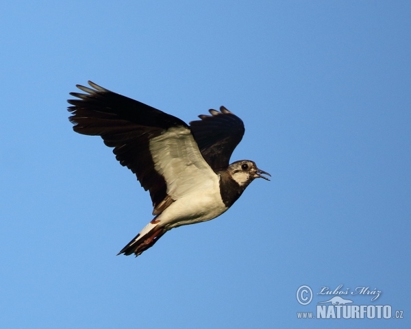 Cíbik chochlatý (Vanellus vanellus)