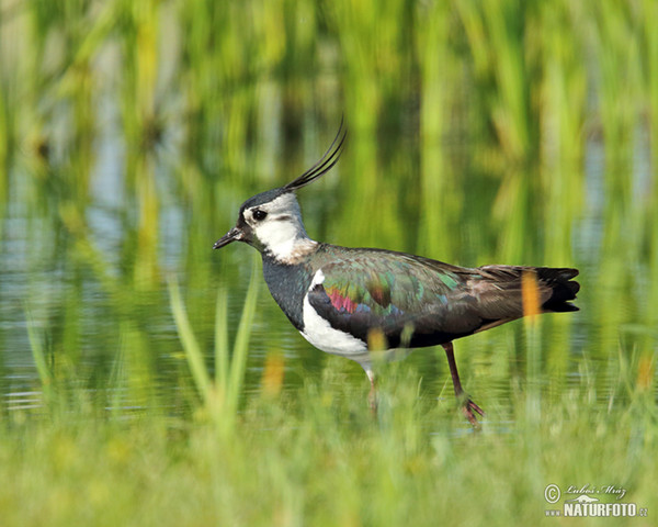 Cíbik chochlatý (Vanellus vanellus)