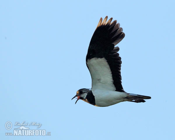 Cíbik chochlatý (Vanellus vanellus)