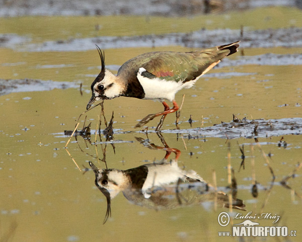 Cíbik chochlatý (Vanellus vanellus)