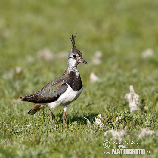 Cíbik chochlatý (Vanellus vanellus)