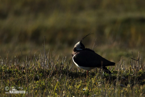 Cíbik chochlatý (Vanellus vanellus)