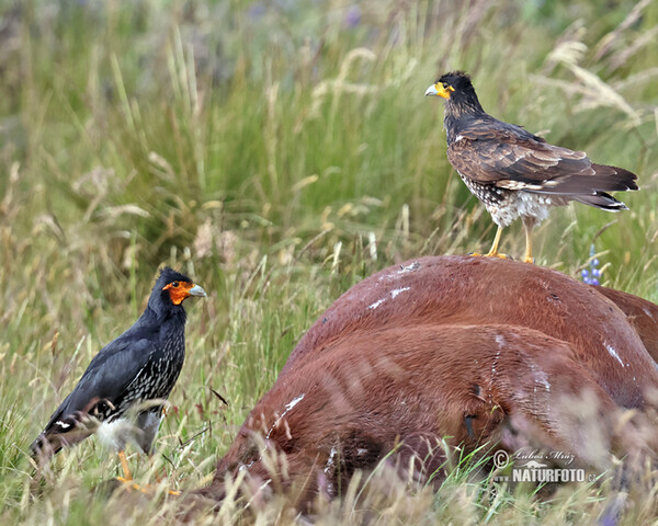Čimango andský (Phalcoboenus carunculatus)