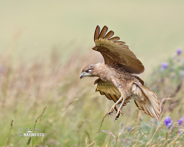 Čimango andský (Phalcoboenus carunculatus)