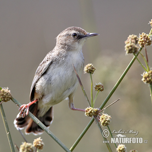 Cistovníkovec ryšavý (Cisticola juncidis)