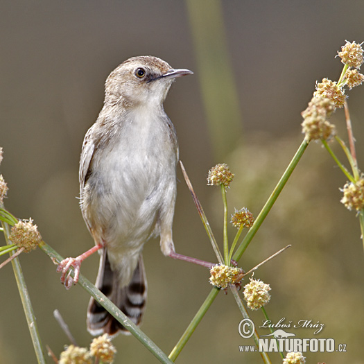 Cistovníkovec ryšavý (Cisticola juncidis)