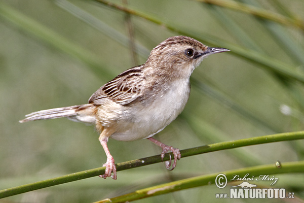 Cistovníkovec ryšavý (Cisticola juncidis)