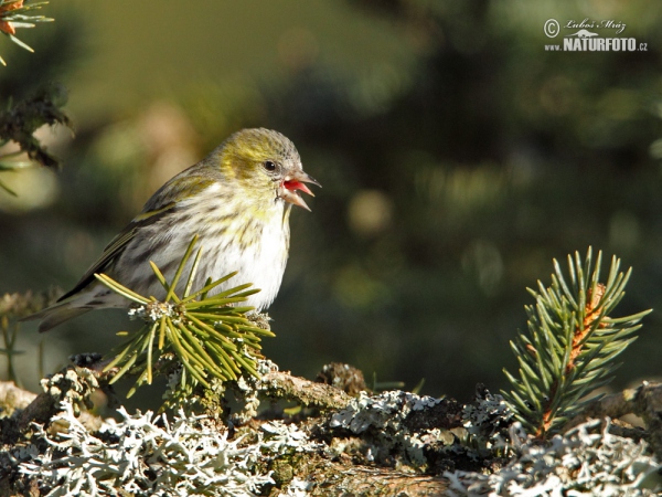 Čížek lesní (Carduelis spinus)