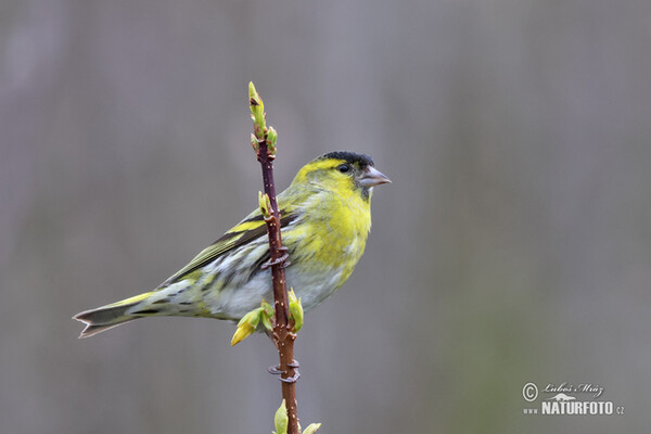 Čížek lesní (Carduelis spinus)