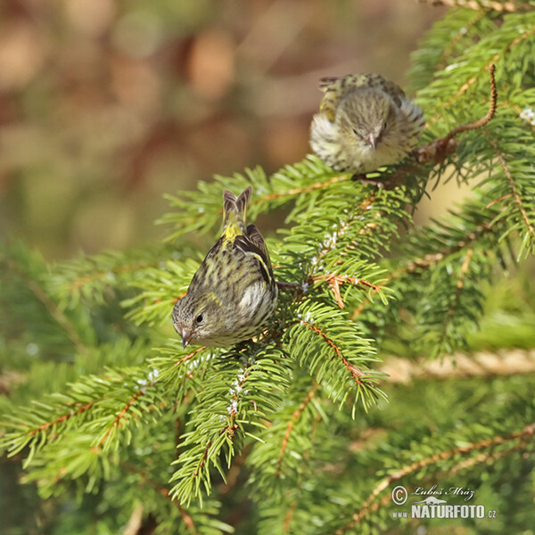 Čížek lesní (Carduelis spinus)