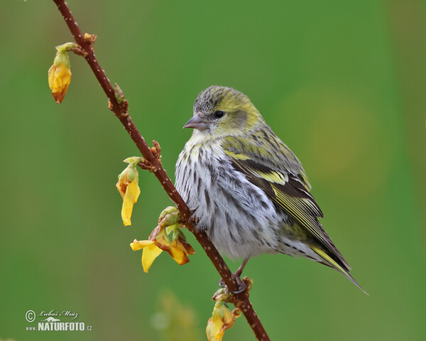 Čížek lesní (Carduelis spinus)