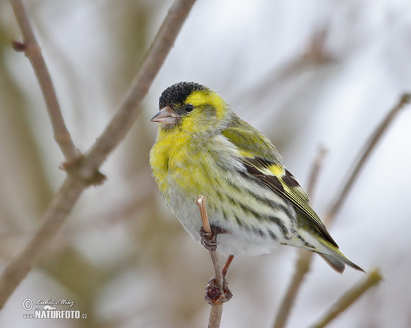 Čížek lesní (Carduelis spinus)