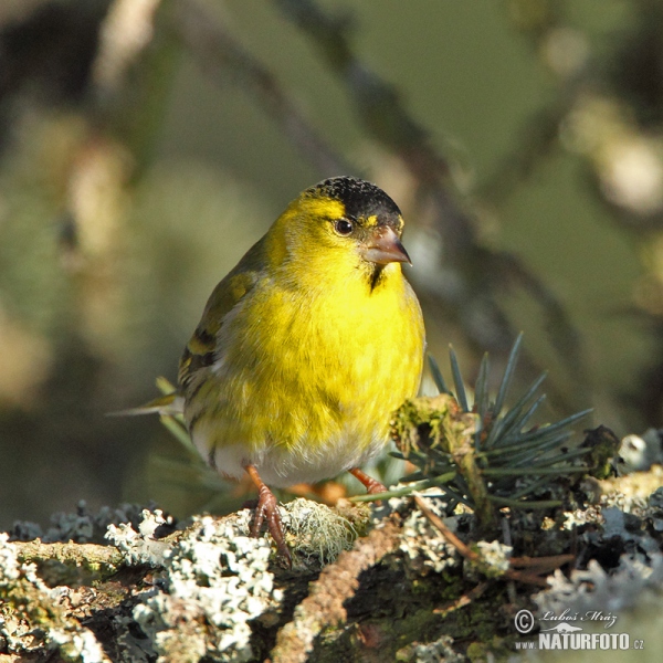 Čížek lesní (Carduelis spinus)