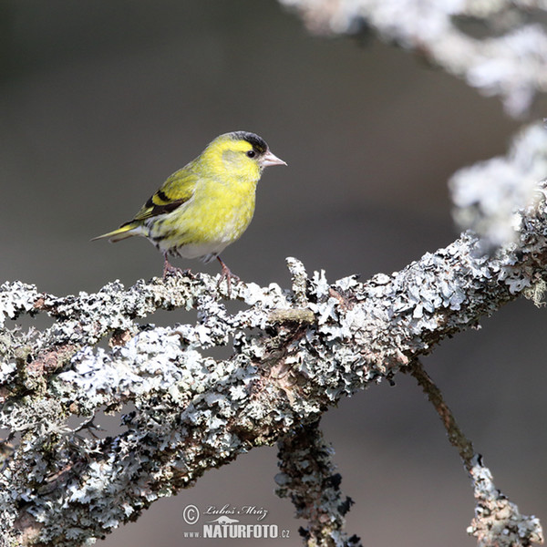 Čížek lesní (Carduelis spinus)