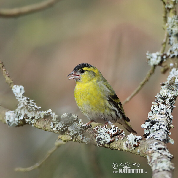 Čížek lesní (Carduelis spinus)