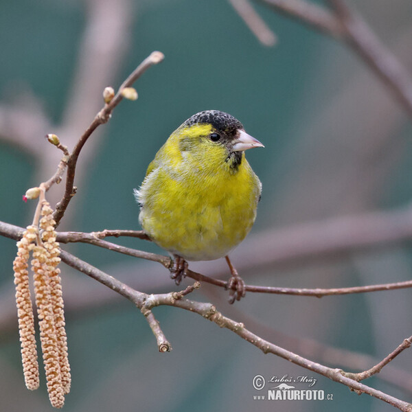 Čížek lesní (Carduelis spinus)