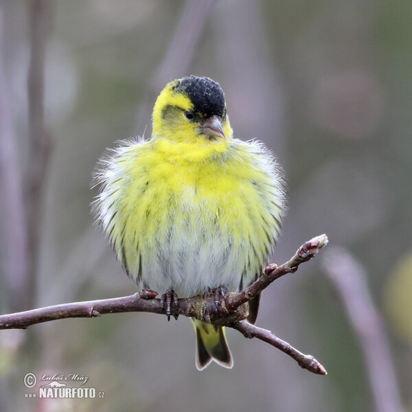 Čížek lesní (Carduelis spinus)