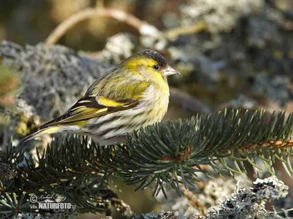 Čížek lesní (Carduelis spinus)