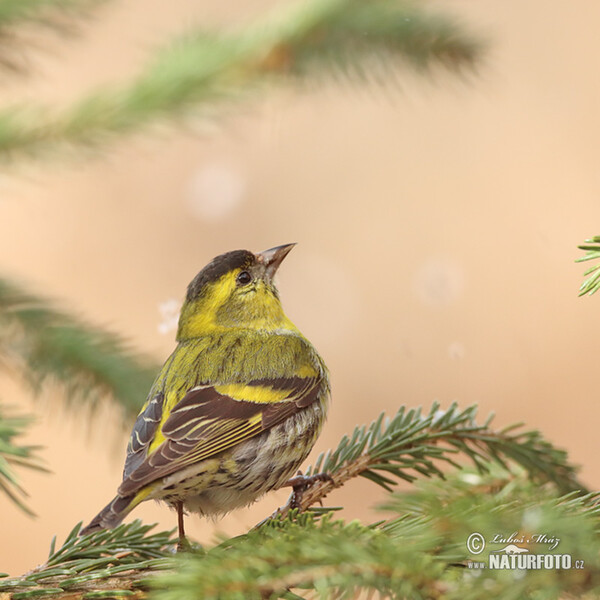 Čížek lesní (Carduelis spinus)