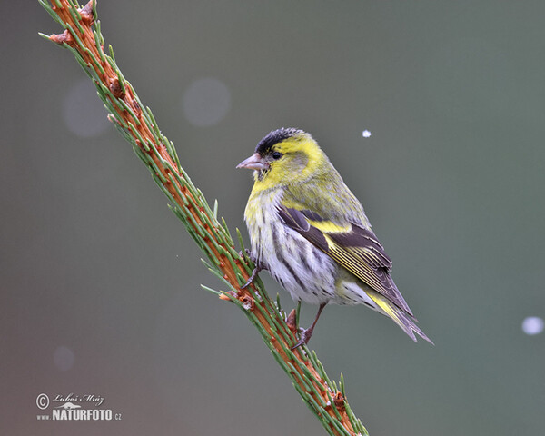 Čížek lesní (Carduelis spinus)