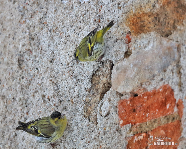 Čížek lesní (Carduelis spinus)