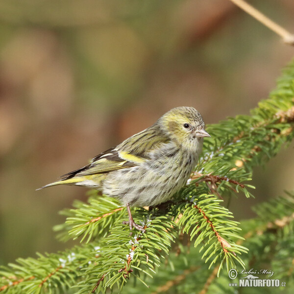 Čížek lesní (Carduelis spinus)