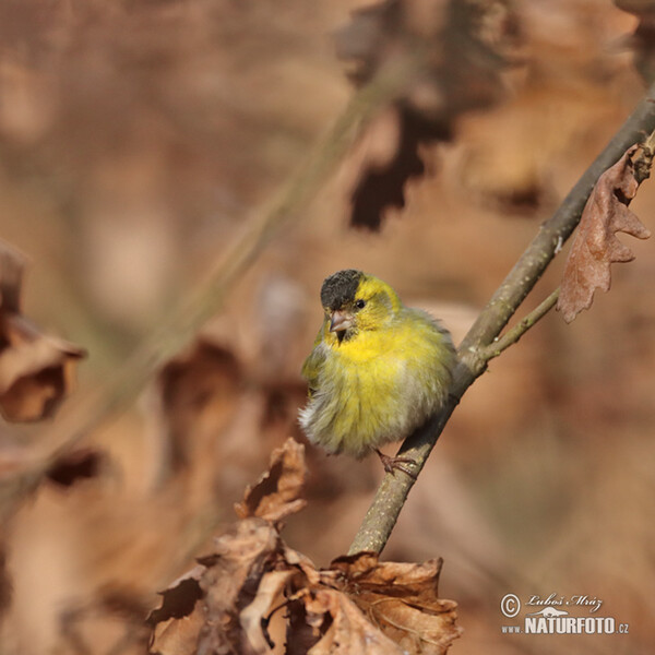 Čížek lesní (Carduelis spinus)