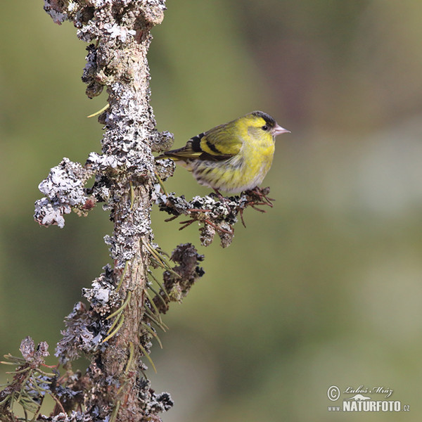 Čížek lesní (Carduelis spinus)