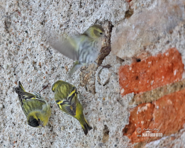 Čížek lesní (Carduelis spinus)