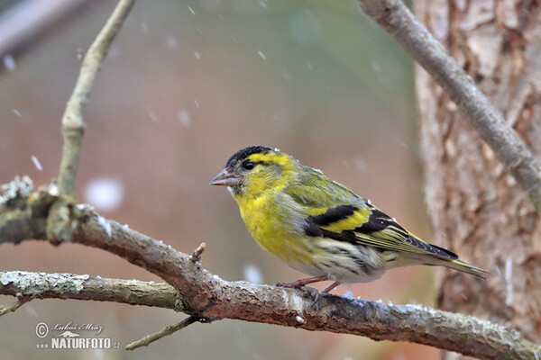 Čížek lesní (Carduelis spinus)