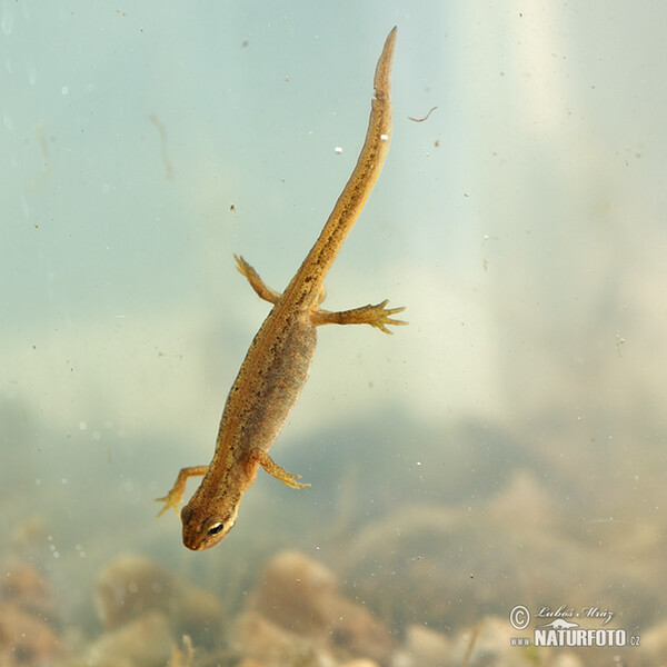 Čolek obecný (Lissotriton vulgaris)
