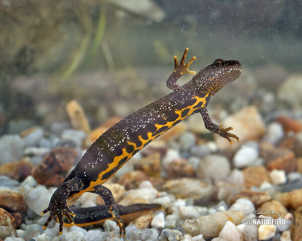 Čolek velký (Triturus cristatus)