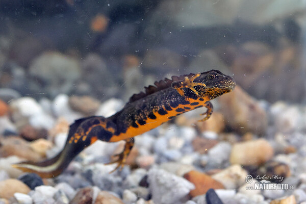 Čolek velký (Triturus cristatus)