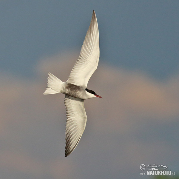 Čorík bahenný (Chlidonias hybridus)