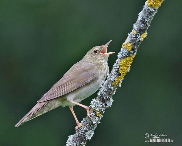 Cvrčilka říční (Locustella fluviatilis)