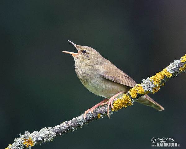 Cvrčilka říční (Locustella fluviatilis)