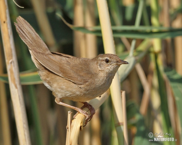 Cvrčilka slavíková (Locustella luscinioides)