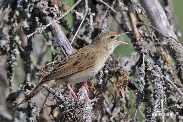 Cvrčilka zelená (Locustella naevia)