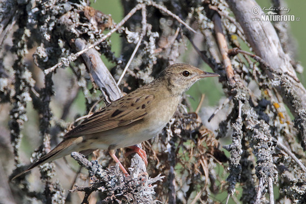 Cvrčilka zelená (Locustella naevia)