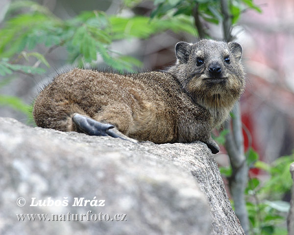 Daman juhoafrický (Procavia capensis)