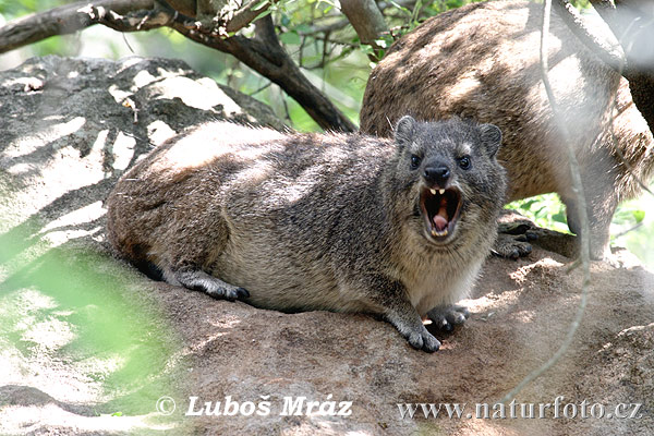 Daman juhoafrický (Procavia capensis)