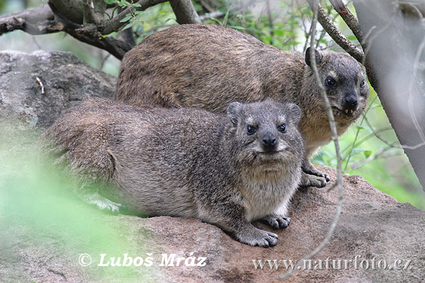 Daman juhoafrický (Procavia capensis)