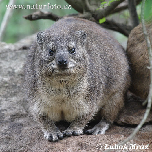 Daman juhoafrický (Procavia capensis)