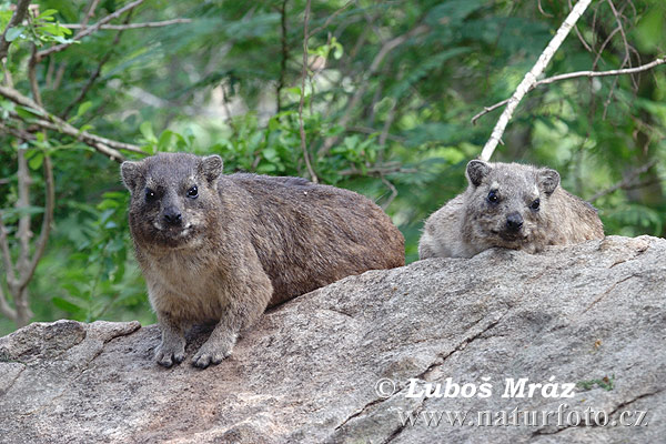 Daman juhoafrický (Procavia capensis)