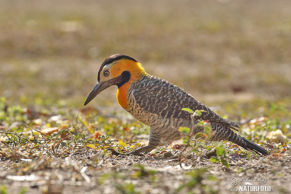 Datel campový (Colaptes campestris)