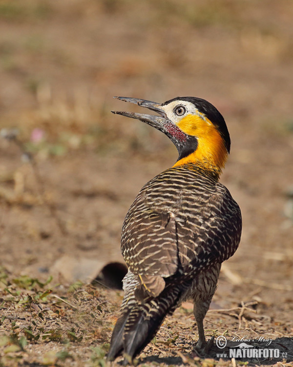 Datel campový (Colaptes campestris)