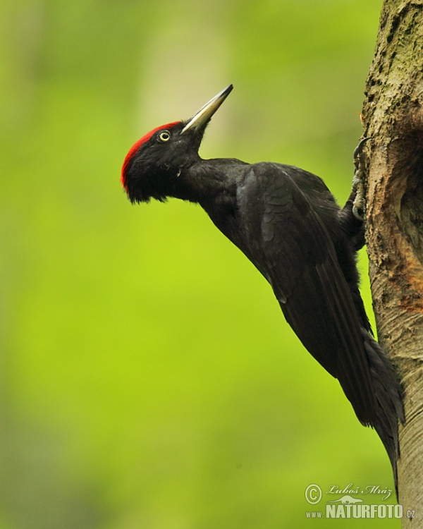 Datel černý (Dryocopus martius)