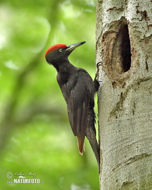 Datel černý (Dryocopus martius)