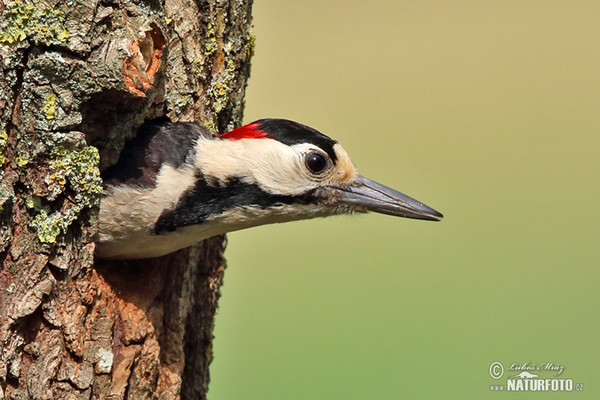 Ďatel hnedkavý (Dendrocopos syriacus)