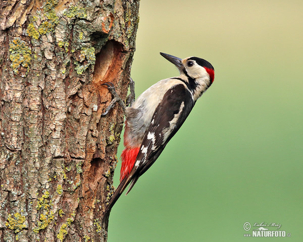 Ďatel hnedkavý (Dendrocopos syriacus)